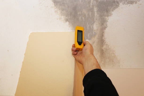 Best Commercial Mold Inspection  in Durand, MI