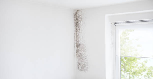 Mold Remediation for Vacation Homes in Durand, MI