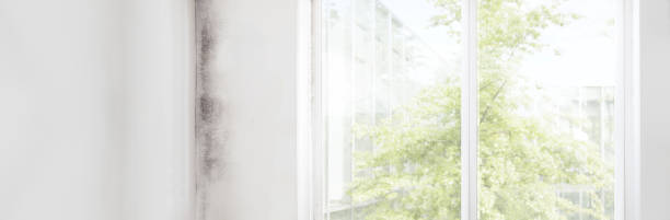 Best Air Quality Testing for Mold Spores  in Durand, MI