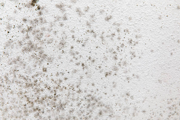 Best Black Mold Removal  in Durand, MI