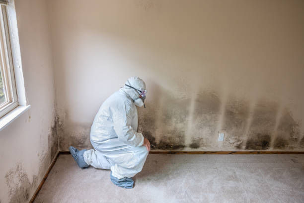Environmental Consulting for Mold Prevention in Durand, MI