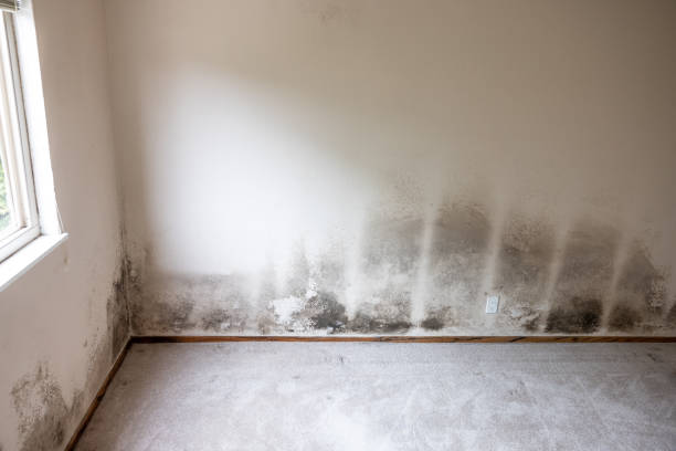 Best Mold Documentation for Insurance Claims  in Durand, MI
